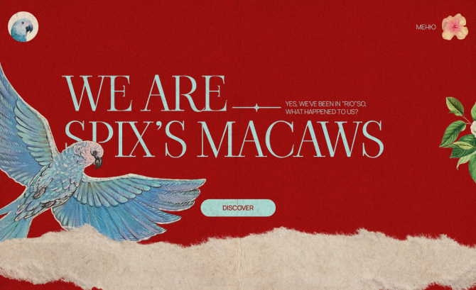Spix'x Macaws